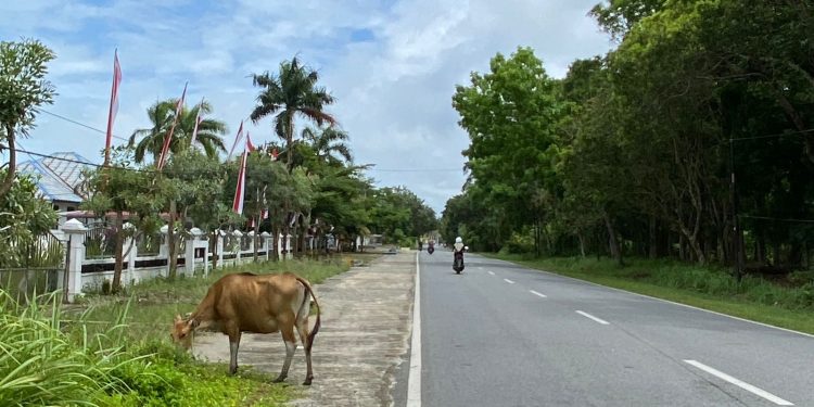 Penertiban Ternak Liar Dinilai Tak Efektif, Satpol PP Bengkulu Selatan Butuh Senapan Bius