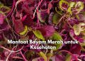 Cek Disini! 7 Manfaat Konsumsi Bayam Merah untuk Kesehatan, Salah Satunya Baik untuk Kesehatan Mata