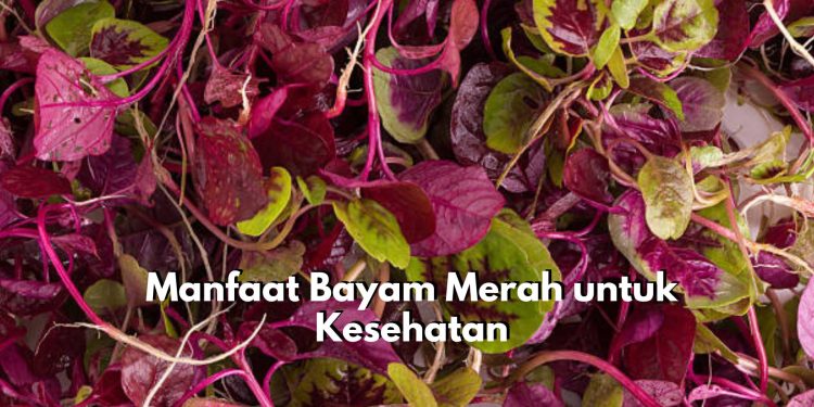 Cek Disini! 7 Manfaat Konsumsi Bayam Merah untuk Kesehatan, Salah Satunya Baik untuk Kesehatan Mata