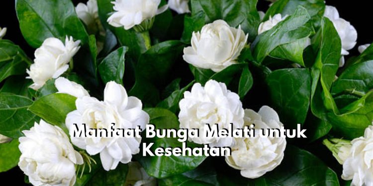 Bunga Melati Tawarkan 6 Manfaat Utama untuk Kesehatan, Salah Satunya Cakap Redakan Stres dan Cemas