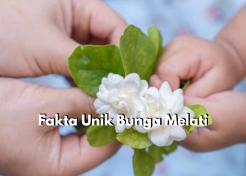 Wow, Ternyata Bunga Melati Miliki 7 Fakta Unik yang Jarang Diketahui, Penasaran? Yuk Cek Disini!