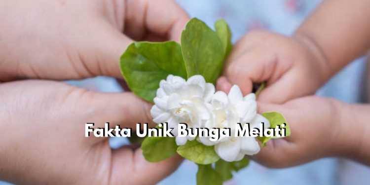 Wow, Ternyata Bunga Melati Miliki 7 Fakta Unik yang Jarang Diketahui, Penasaran? Yuk Cek Disini!