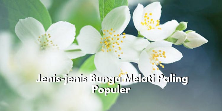 Mulai dari Melati Putih hingga Melati Musim Dingin, Inilah 7 Jenis Bunga Melati yang Populer di Indonesia