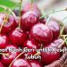 Ini Manfaat Lain Buah Ceri untuk Kesehatan, Ampuh Mencegah Risiko Diabetes