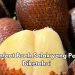 Daya Tahan Meningkat, Cek 8 Manfaat Buah Salak di Sini, Konsumsi Secukupnya