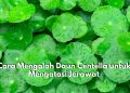 Atasi Jerawat dengan Daun Centella, Cek Cara Mengolahnya untuk Mengatasi Masalah Kulit Ini