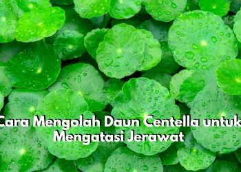 Atasi Jerawat dengan Daun Centella, Cek Cara Mengolahnya untuk Mengatasi Masalah Kulit Ini