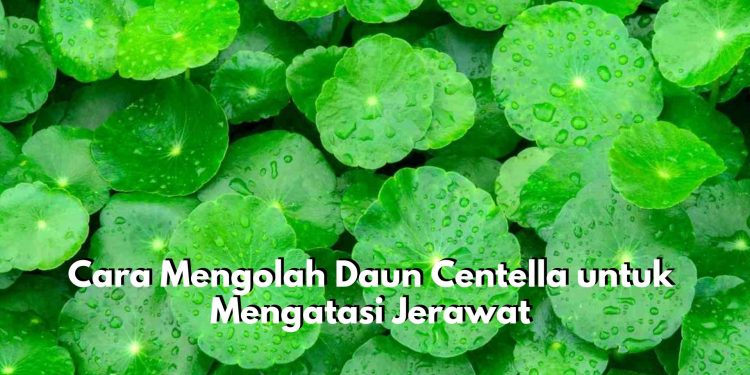 Atasi Jerawat dengan Daun Centella, Cek Cara Mengolahnya untuk Mengatasi Masalah Kulit Ini