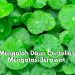 Atasi Jerawat dengan Daun Centella, Cek Cara Mengolahnya untuk Mengatasi Masalah Kulit Ini