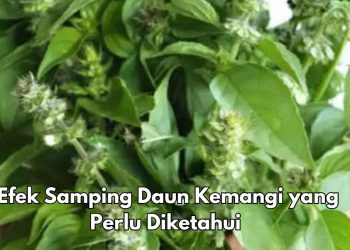 Hati-hati, 5 Efek Samping dari Daun Kemangi, Bisa Terkena Gangguan Pembekuan Darah