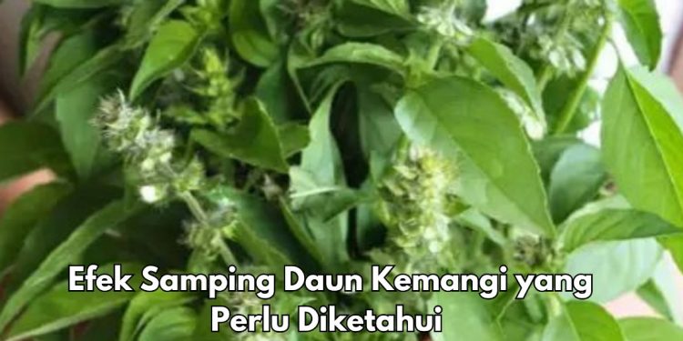 Hati-hati, 5 Efek Samping dari Daun Kemangi, Bisa Terkena Gangguan Pembekuan Darah