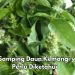 Hati-hati, 5 Efek Samping dari Daun Kemangi, Bisa Terkena Gangguan Pembekuan Darah