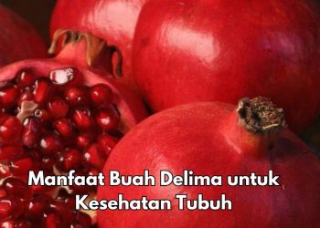 Ini 7 Manfaat Buah Delima bagi Tubuh, Salah Satunya Dapat Menjaga Pencernaan