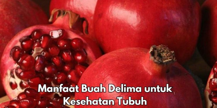 Ini 7 Manfaat Buah Delima bagi Tubuh, Salah Satunya Dapat Menjaga Pencernaan
