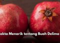 6 Fakta Menarik Buah Delima di Sini, Punya Antioksidan Tinggi, Yuk Konsumsi Sehari-hari