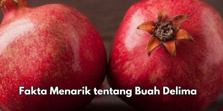 6 Fakta Menarik Buah Delima di Sini, Punya Antioksidan Tinggi, Yuk Konsumsi Sehari-hari