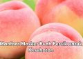 Masker Buah Persik Bisa Melembapkan Kulit, Cek Manfaat bagi Kesehatan Ini