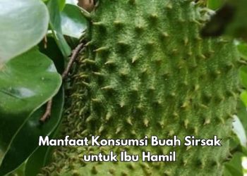 Manfaat Lain Konsumsi Buah Sirsak bagi Ibu Hamil, Ampuh Memperkuat Tulang, Cek Sekarang