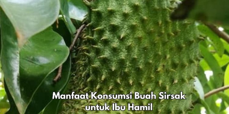Manfaat Lain Konsumsi Buah Sirsak bagi Ibu Hamil, Ampuh Memperkuat Tulang, Cek Sekarang