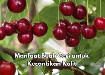 Buah Ceri Ini Ampuh Mencerahkan Kulit, Cek Manfaat bagi Kecantikan di Sini, Yuk Rutinkan
