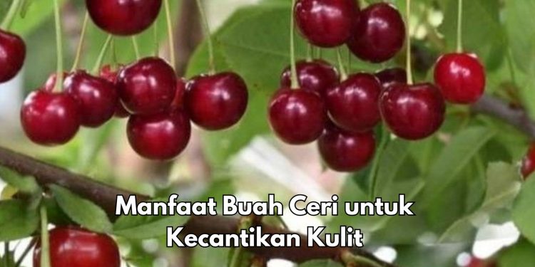 Buah Ceri Ini Ampuh Mencerahkan Kulit, Cek Manfaat bagi Kecantikan di Sini, Yuk Rutinkan