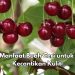 Buah Ceri Ini Ampuh Mencerahkan Kulit, Cek Manfaat bagi Kecantikan di Sini, Yuk Rutinkan