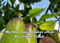 Ini 7 Manfaat Konsumsi Daun Alpukat yang Jarang Diketahui, Bisa Jadi Obat Sakit Kepala