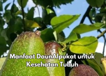 Ini 7 Manfaat Konsumsi Daun Alpukat yang Jarang Diketahui, Bisa Jadi Obat Sakit Kepala