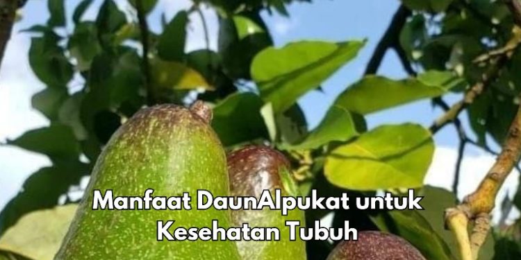 Ini 7 Manfaat Konsumsi Daun Alpukat yang Jarang Diketahui, Bisa Jadi Obat Sakit Kepala