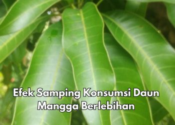 Ini Efek Samping dari Daun Mangga, Perlu Tahu! Bisa Sebabkan Tekanan Darah Menurun Drastis