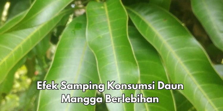 Ini Efek Samping dari Daun Mangga, Perlu Tahu! Bisa Sebabkan Tekanan Darah Menurun Drastis