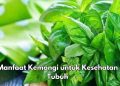 Manfaat Lain Daun Kemangi bagi Tubuh, Nutrisi di Dalamnya Bisa Obati Jerawat