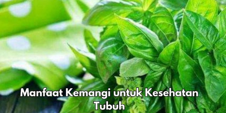Manfaat Lain Daun Kemangi bagi Tubuh, Nutrisi di Dalamnya Bisa Obati Jerawat