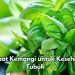 Manfaat Lain Daun Kemangi bagi Tubuh, Nutrisi di Dalamnya Bisa Obati Jerawat
