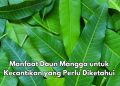 Daun Mangga Punya Manfaat Baik untuk Kecantikan, Dapat Menghilangkan Bekas Jerawat
