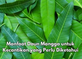 Daun Mangga Punya Manfaat Baik untuk Kecantikan, Dapat Menghilangkan Bekas Jerawat
