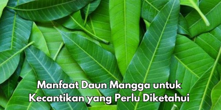 Daun Mangga Punya Manfaat Baik untuk Kecantikan, Dapat Menghilangkan Bekas Jerawat
