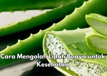 Cek di Sini! Ini Cara Mengolah Lidah Buaya untuk Kesehatan, Bisa Jadi Obat Herbal