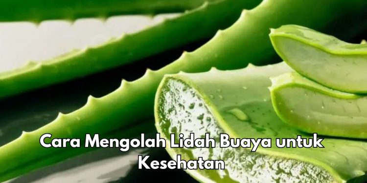 Cek di Sini! Ini Cara Mengolah Lidah Buaya untuk Kesehatan, Bisa Jadi Obat Herbal