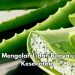 Cek di Sini! Ini Cara Mengolah Lidah Buaya untuk Kesehatan, Bisa Jadi Obat Herbal