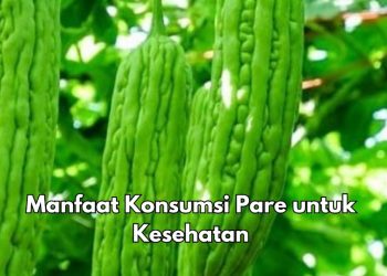 Konsumsi Pare Dapat Menjaga Kesehatan Mata, Ini Manfaat yang Perlu Diketahui