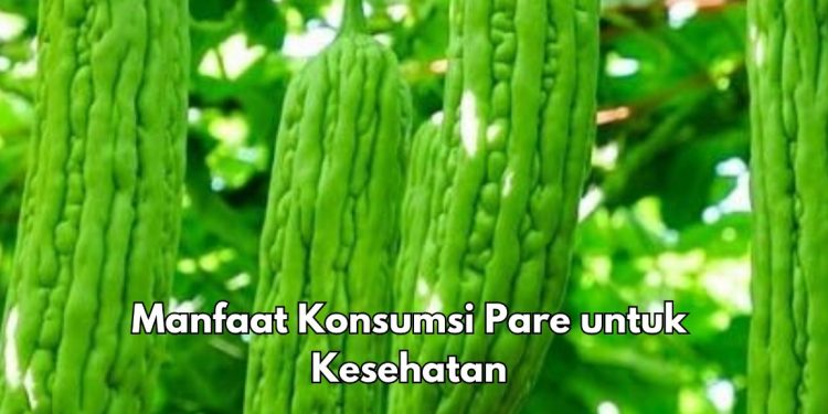 Konsumsi Pare Dapat Menjaga Kesehatan Mata, Ini Manfaat yang Perlu Diketahui