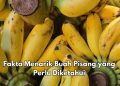 Ini Fakta Menarik Lainnya dari Buah Pisang yang Baik untuk Kesehatan, Kaya Nutrisi
