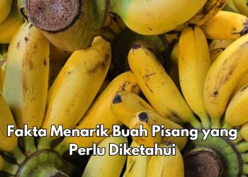 Ini Fakta Menarik Lainnya dari Buah Pisang yang Baik untuk Kesehatan, Kaya Nutrisi