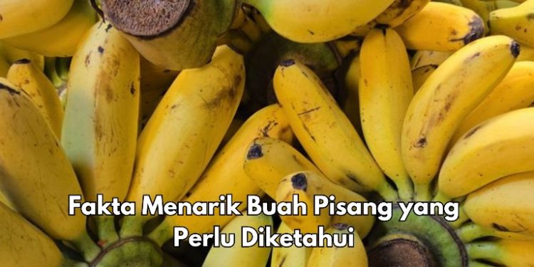 Ini Fakta Menarik Lainnya dari Buah Pisang yang Baik untuk Kesehatan, Kaya Nutrisi