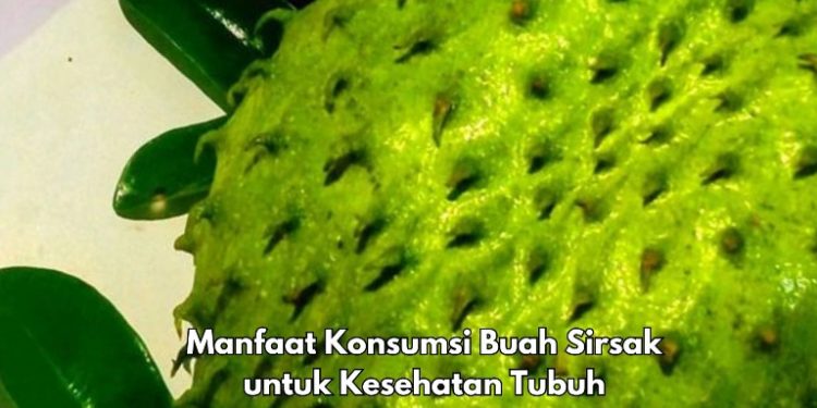 Sistem Imun Meningkat, Cek Manfaat Buah Sirsak Ini! Baik untuk Kesehatan Tubuh