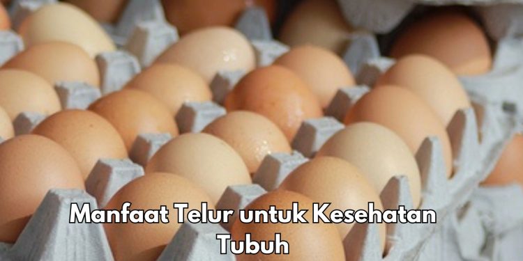 Konsumsi Telur Sehari-hari Baik untuk Mata, Ini 5 Manfaat bagi Kesehatan