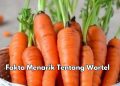 Ini Fakta Menarik Wortel yang Perlu Diketahui, Bisa Jadi Olahan Makanan Enak dan Bergizi