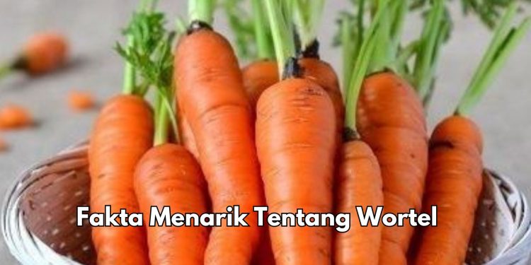 Ini Fakta Menarik Wortel yang Perlu Diketahui, Bisa Jadi Olahan Makanan Enak dan Bergizi