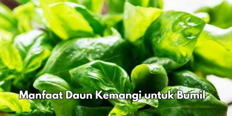 Asal Tidak Berlebihan, Konsumsi Daun Kemangi Bisa Bikin Ibu Hamil Makin Sehat, Cek 7 Manfaat di Sini
